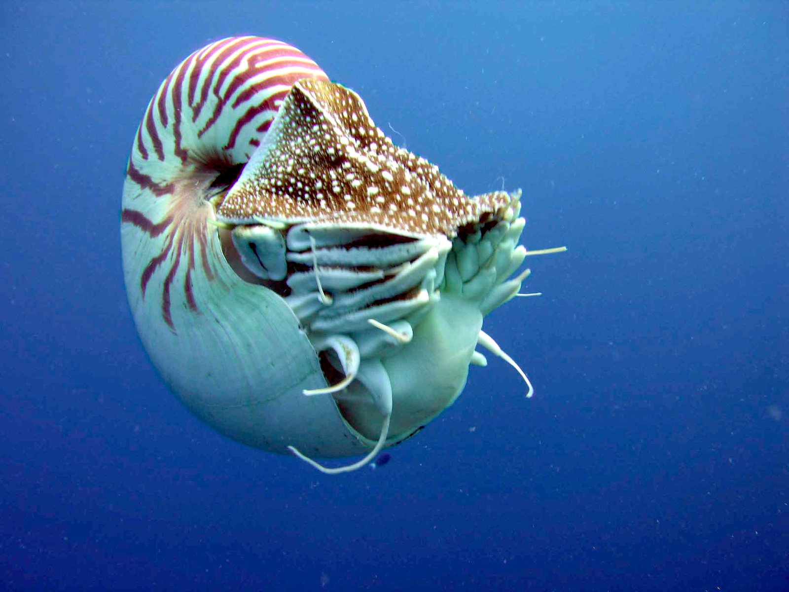 How to Spot Living Fossils During National Park Week (image credits: wikimedia)