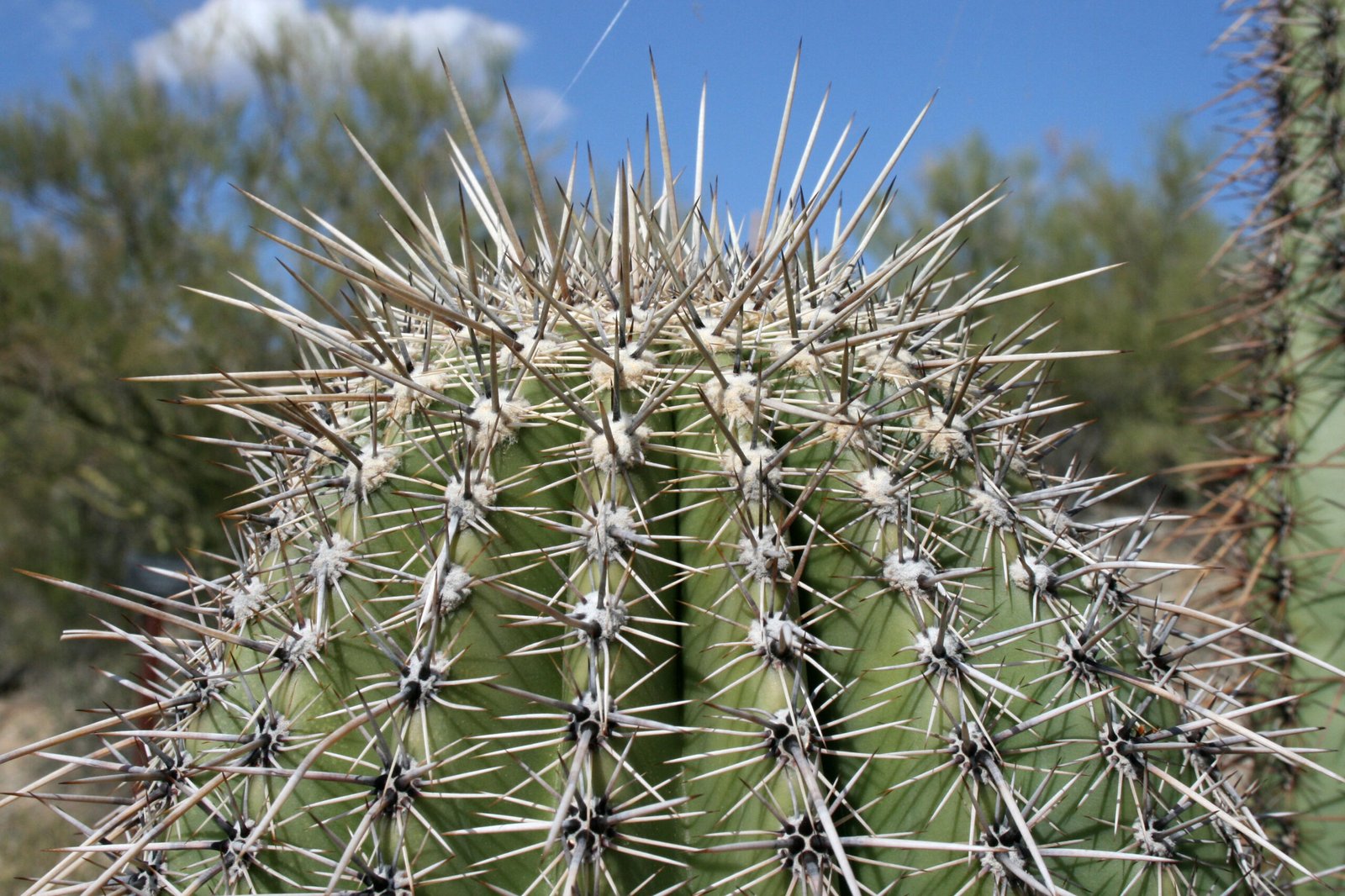 The Saguaro: A Desert Giant with a Delicate Need (image credits: wikimedia)