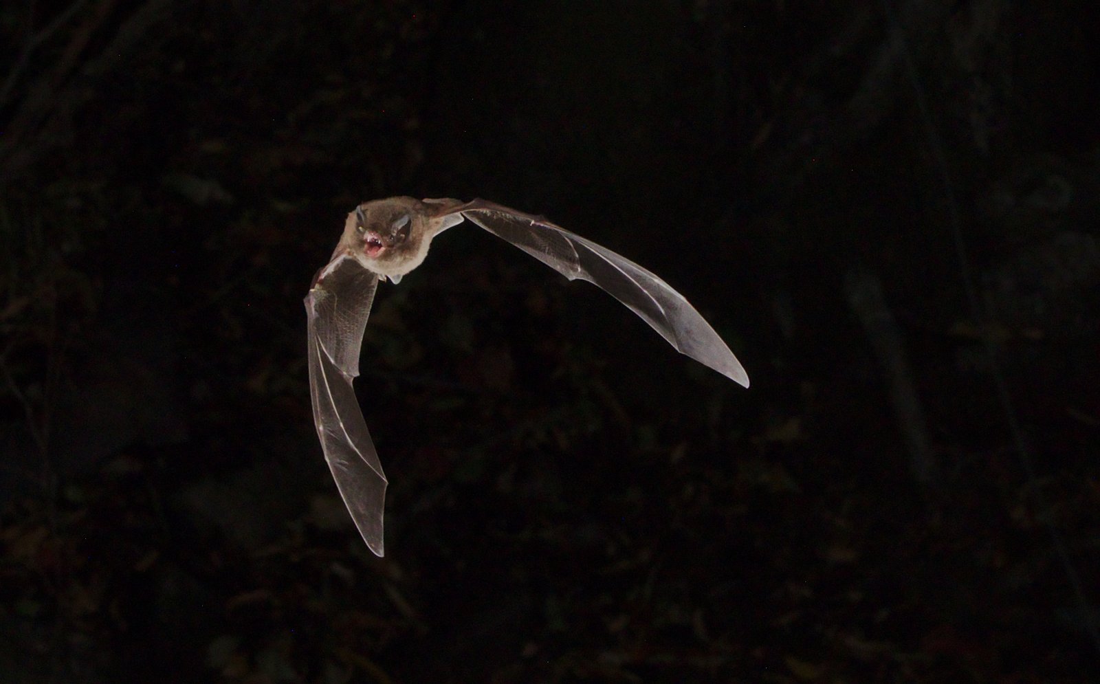 Meet the Night Shift: Bats on the Wing (image credits: wikimedia)