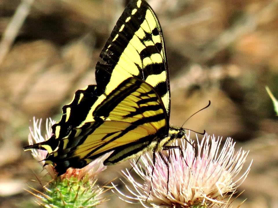 Butterflies and Moths: The Unsung Drifters (image credits: wikimedia)