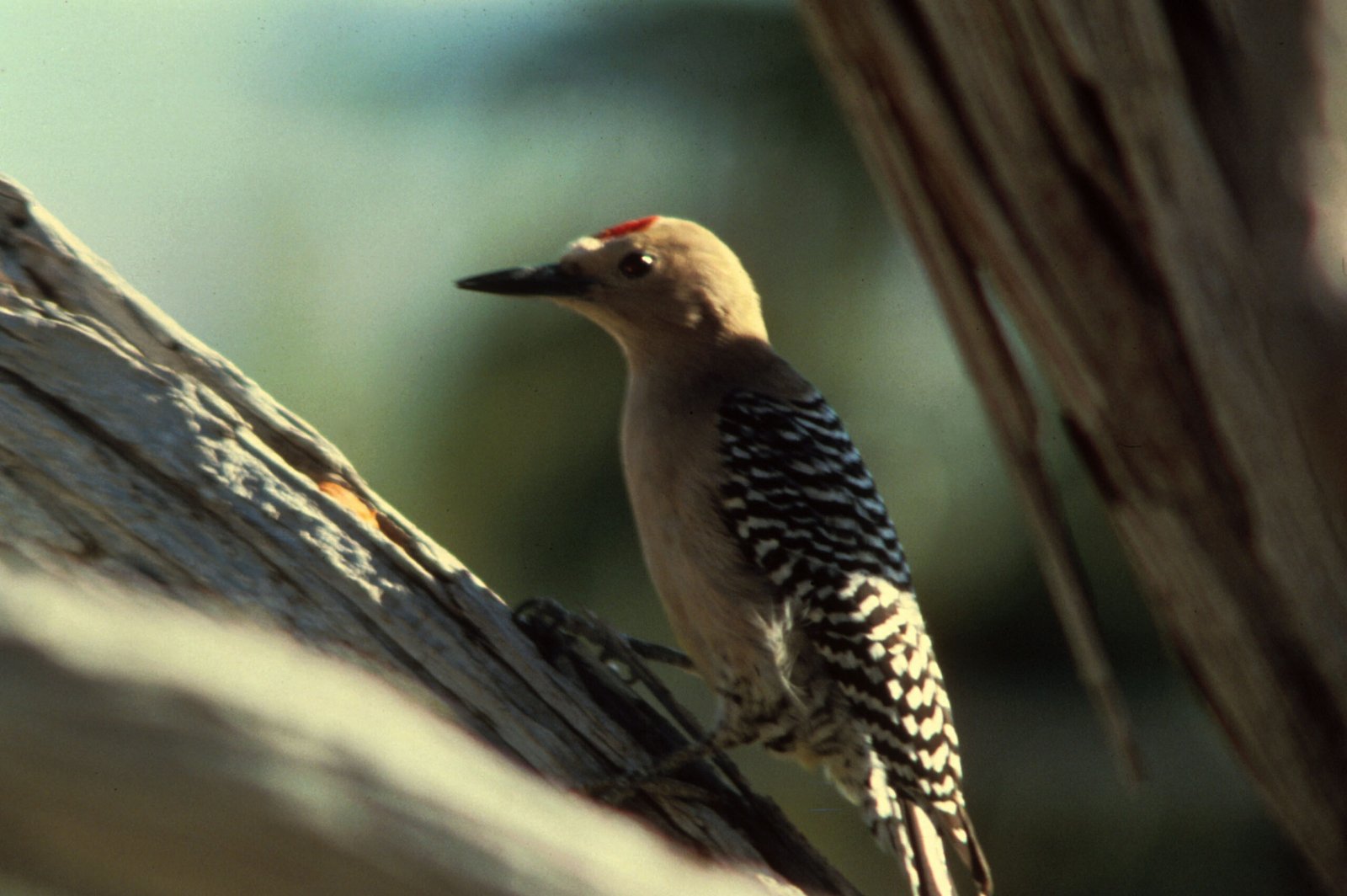 Birds of the Desert: Gila Woodpeckers and More (image credits: wikimedia)