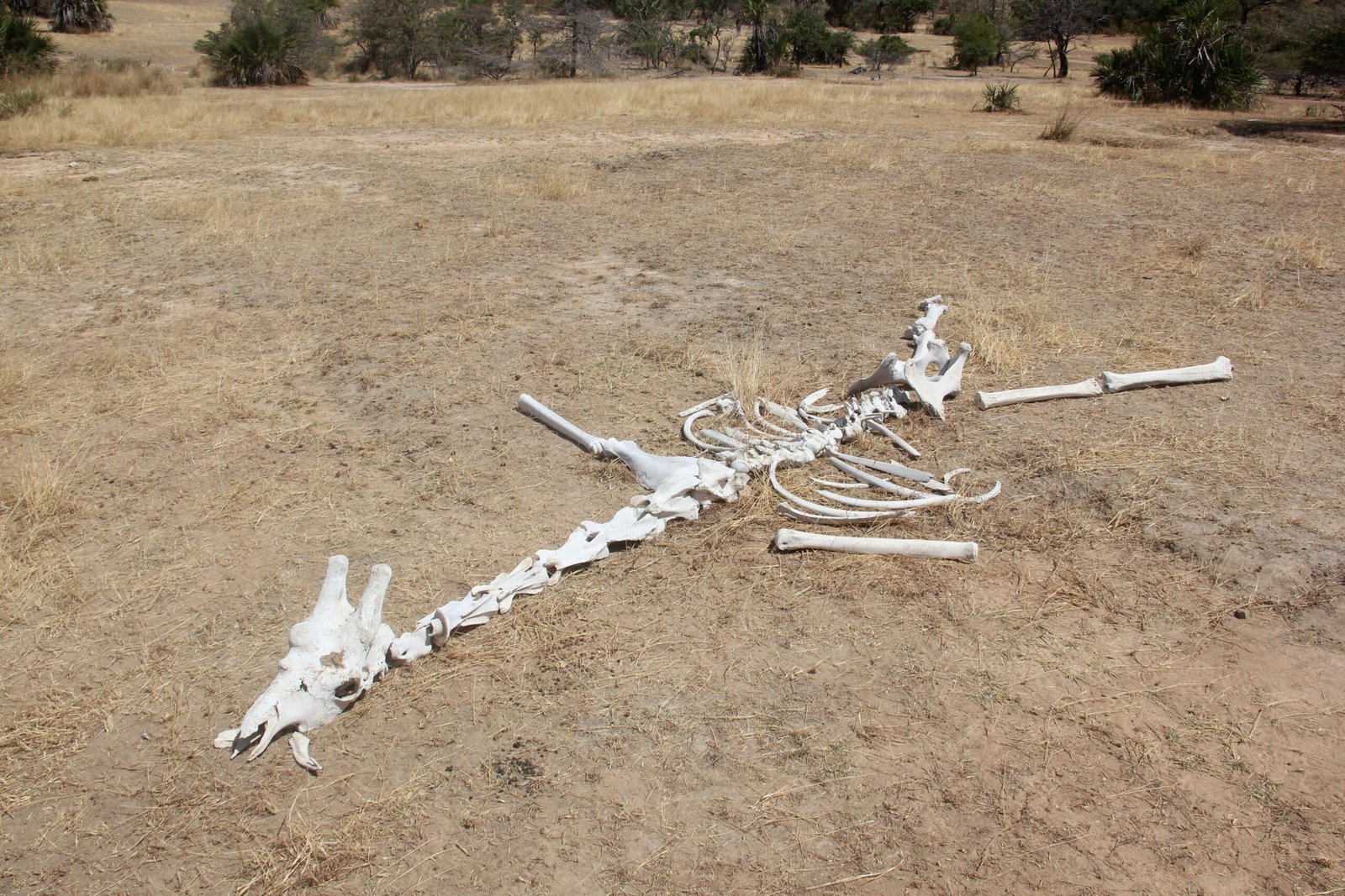Why Not More Bones? The Limits of Evolution (image credits: wikimedia)