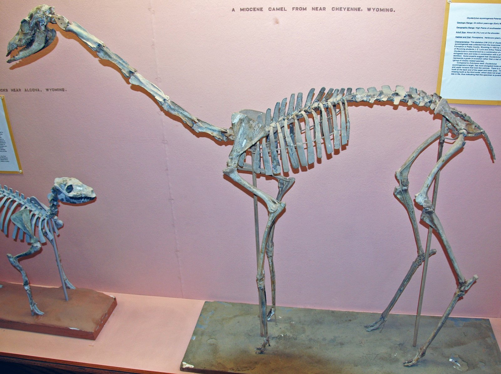 Comparing Necks: Giraffes, Humans, and Other Mammals (image credits: wikimedia)