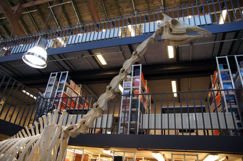 How Do Giraffes’ Necks Actually Function? (image credits: wikimedia)