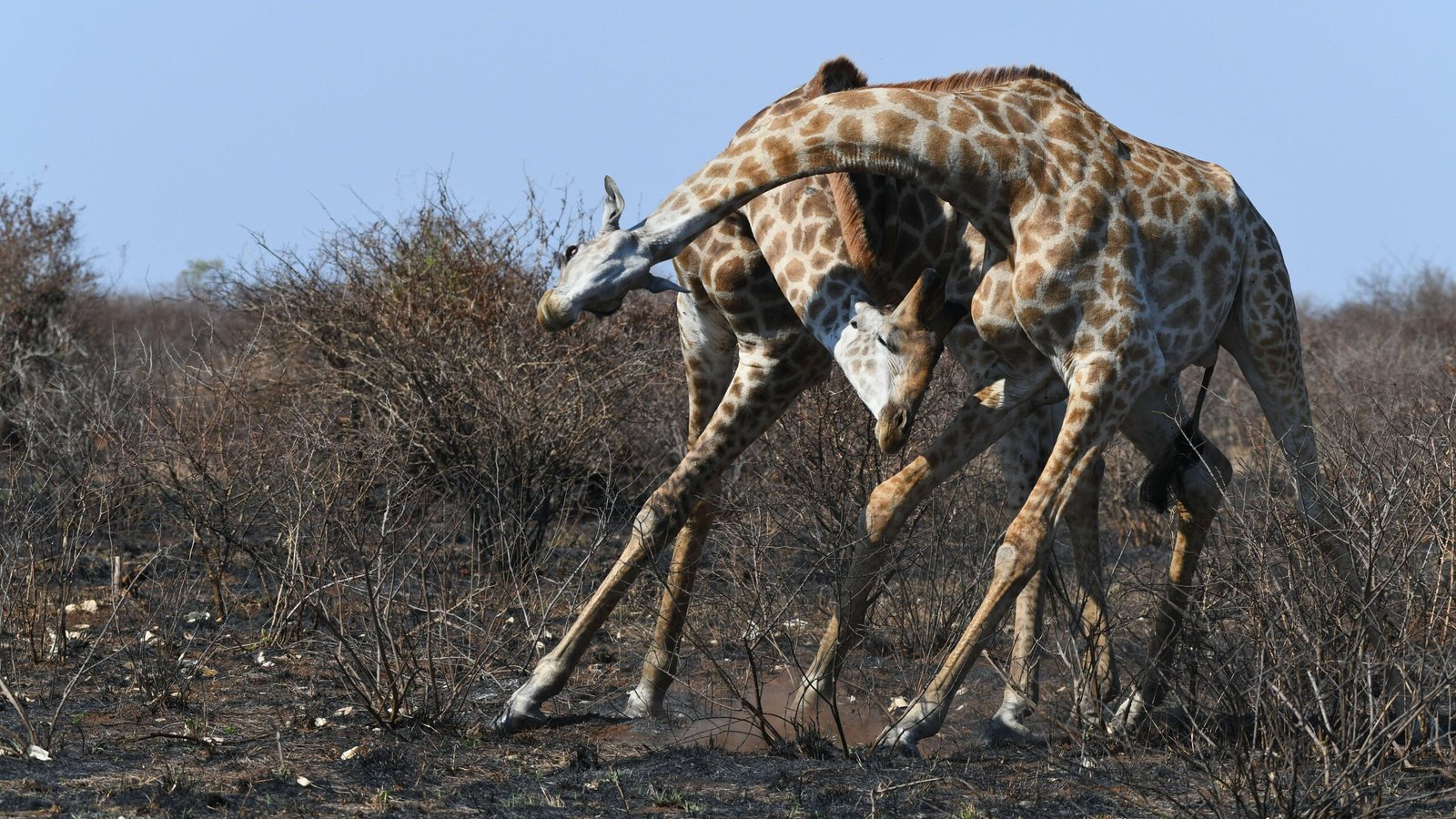 The Evolutionary Arms Race: Competing for Resources (image credits: wikimedia)
