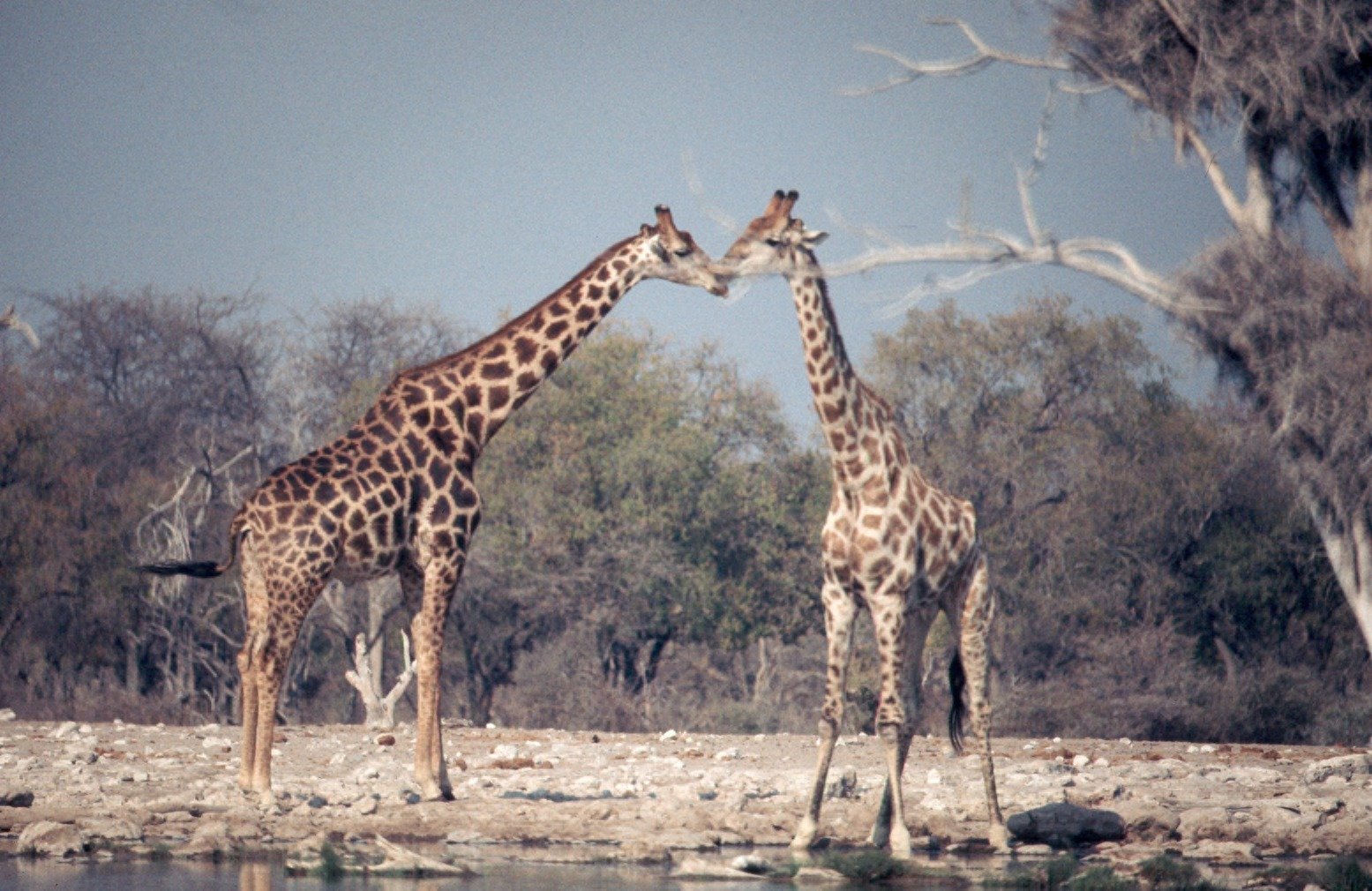 Nature’s Building Blocks: Unity in Diversity (image credits: wikimedia)