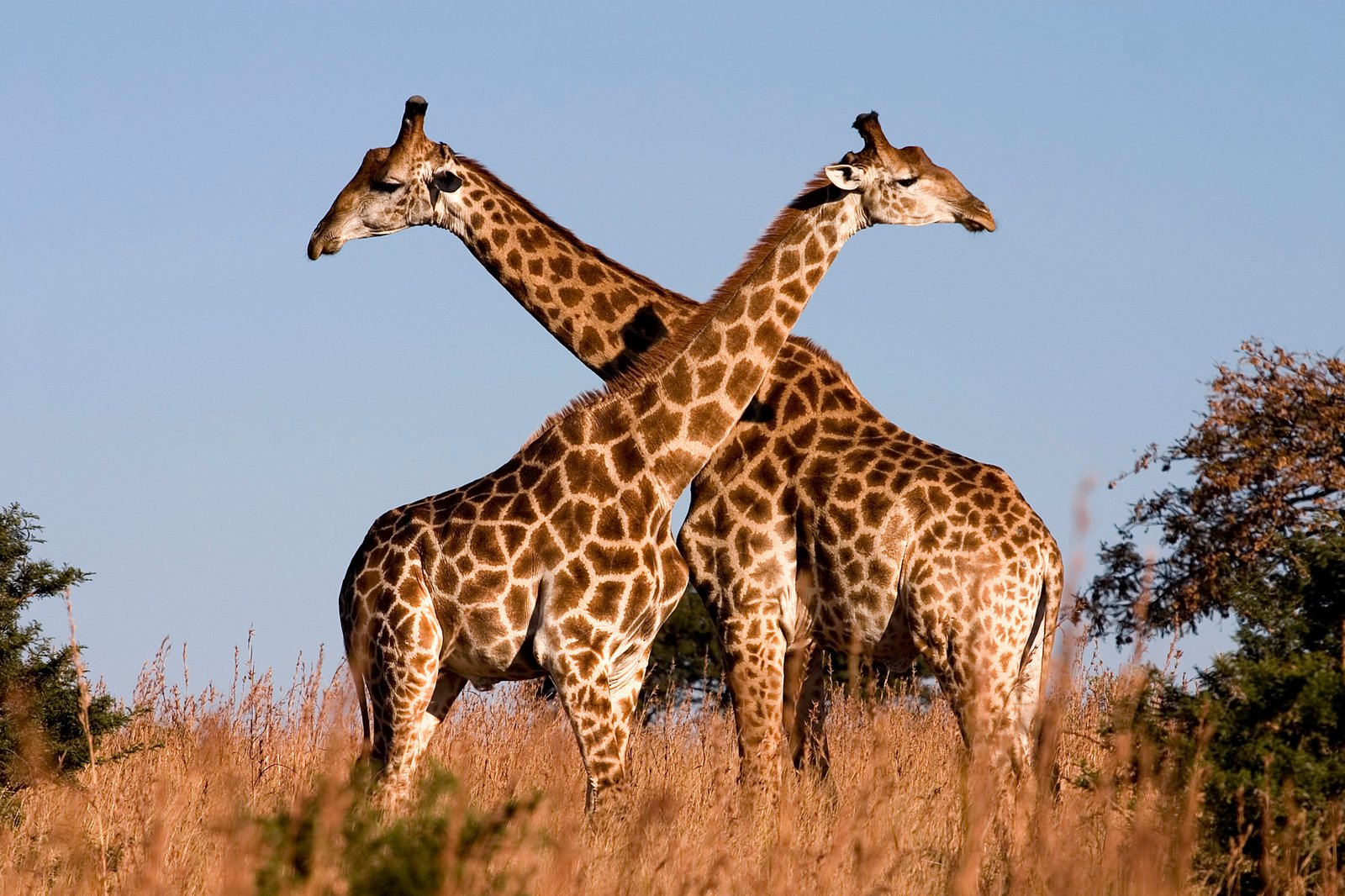 What Giraffes Teach Us About Adaptation (image credits: wikimedia)