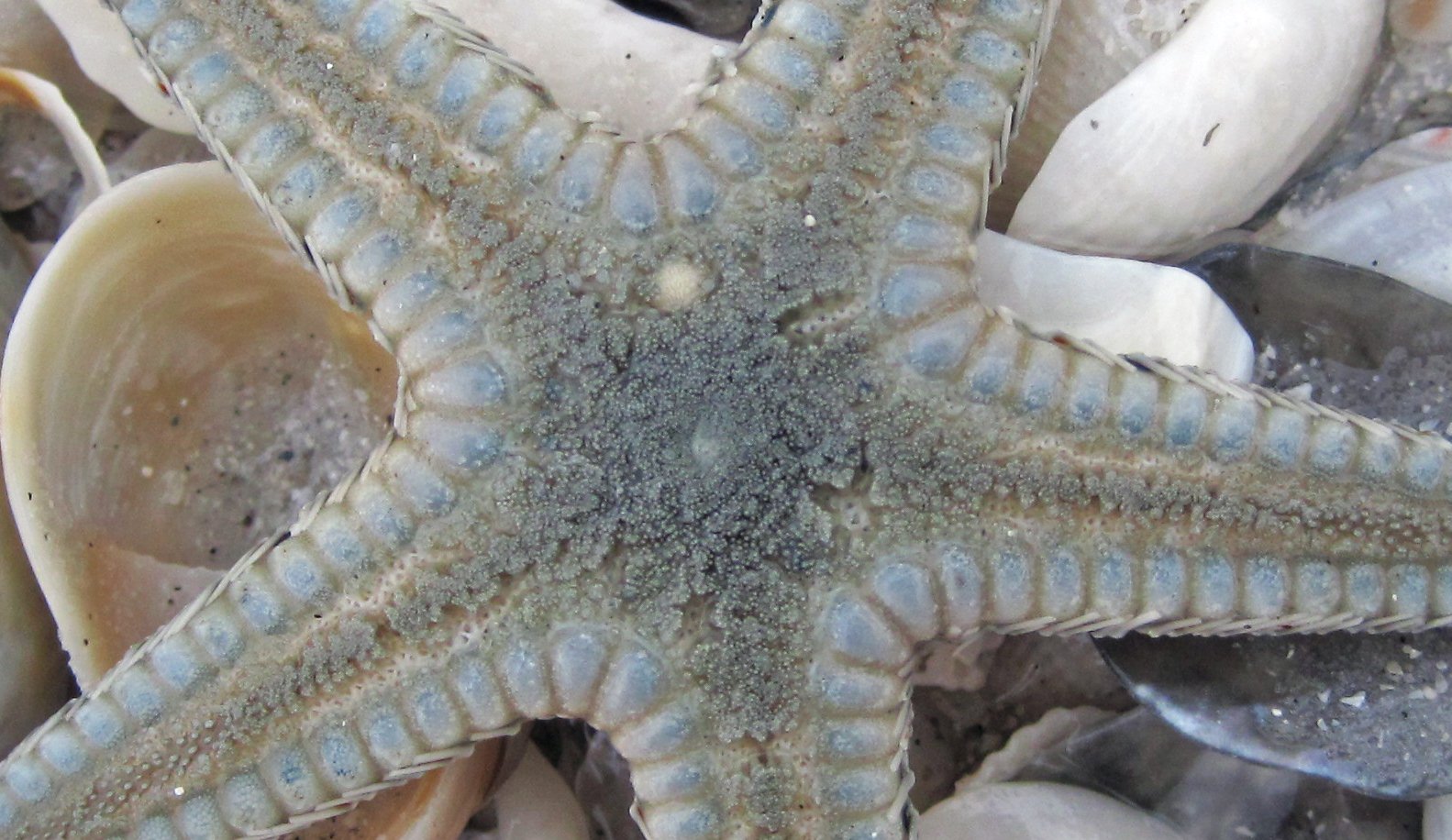 Backbones and Beyond: Shared Features with Starfish (image credits: wikimedia)