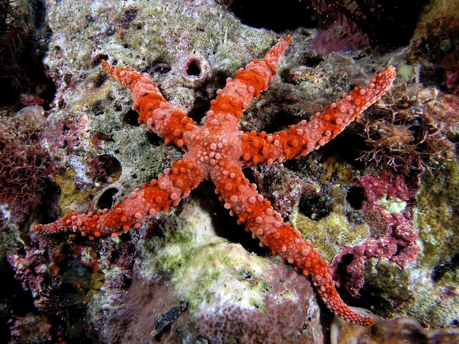Stars of the Sea: Echinoderm Wonders (image credits: wikimedia)