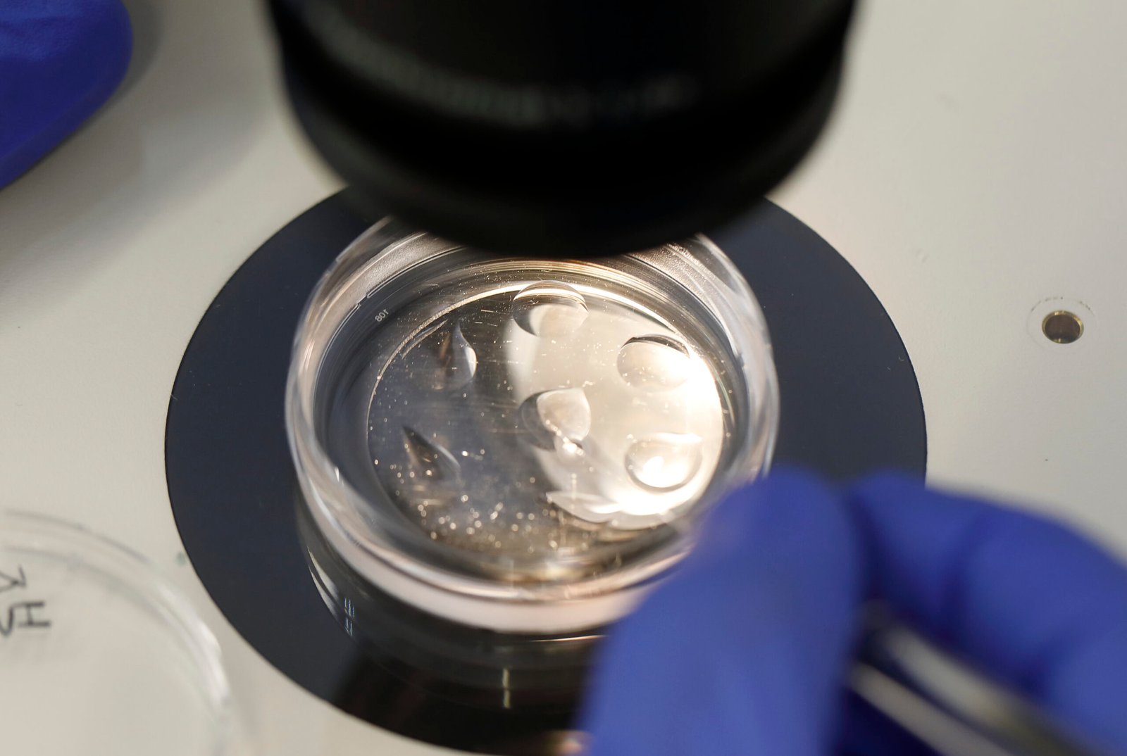 Embryonic Evidence: How We Develop Tells the Story (image credits: wikimedia)