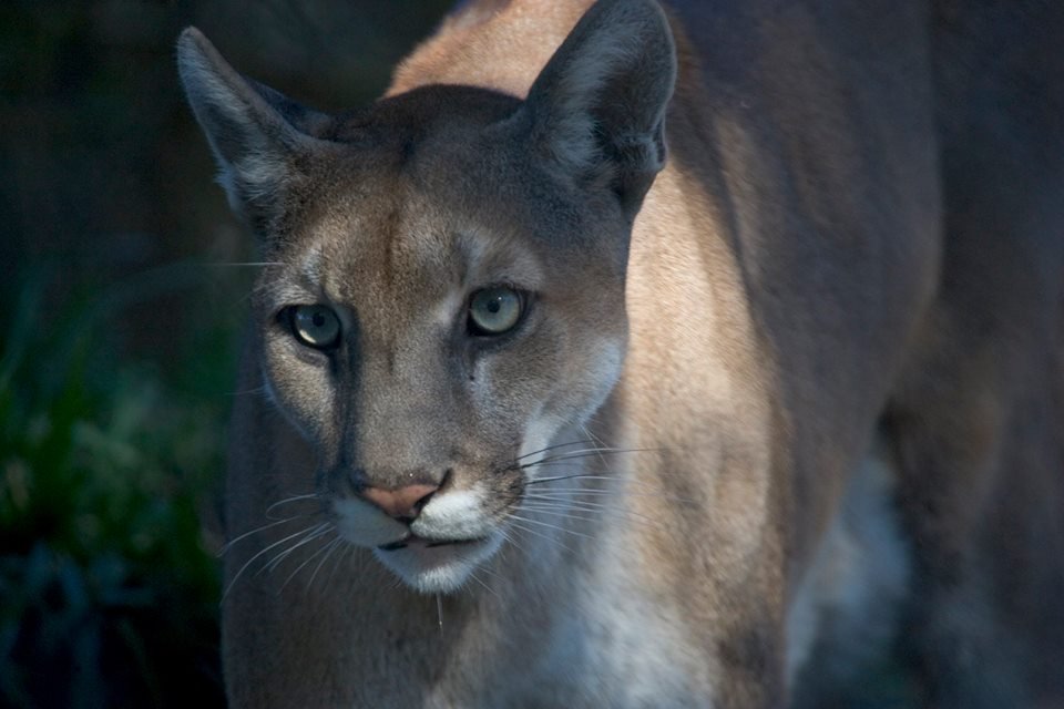Florida’s Unique and Endangered Species (image credits: wikimedia)