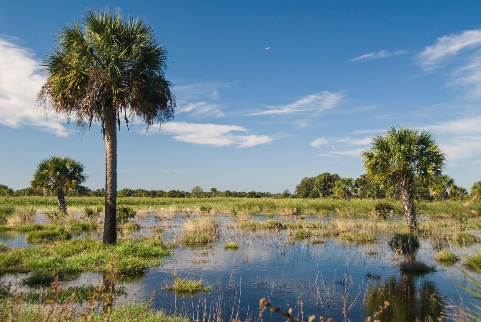The Role of Rivers, Wetlands, and Forests (image credits: wikimedia)