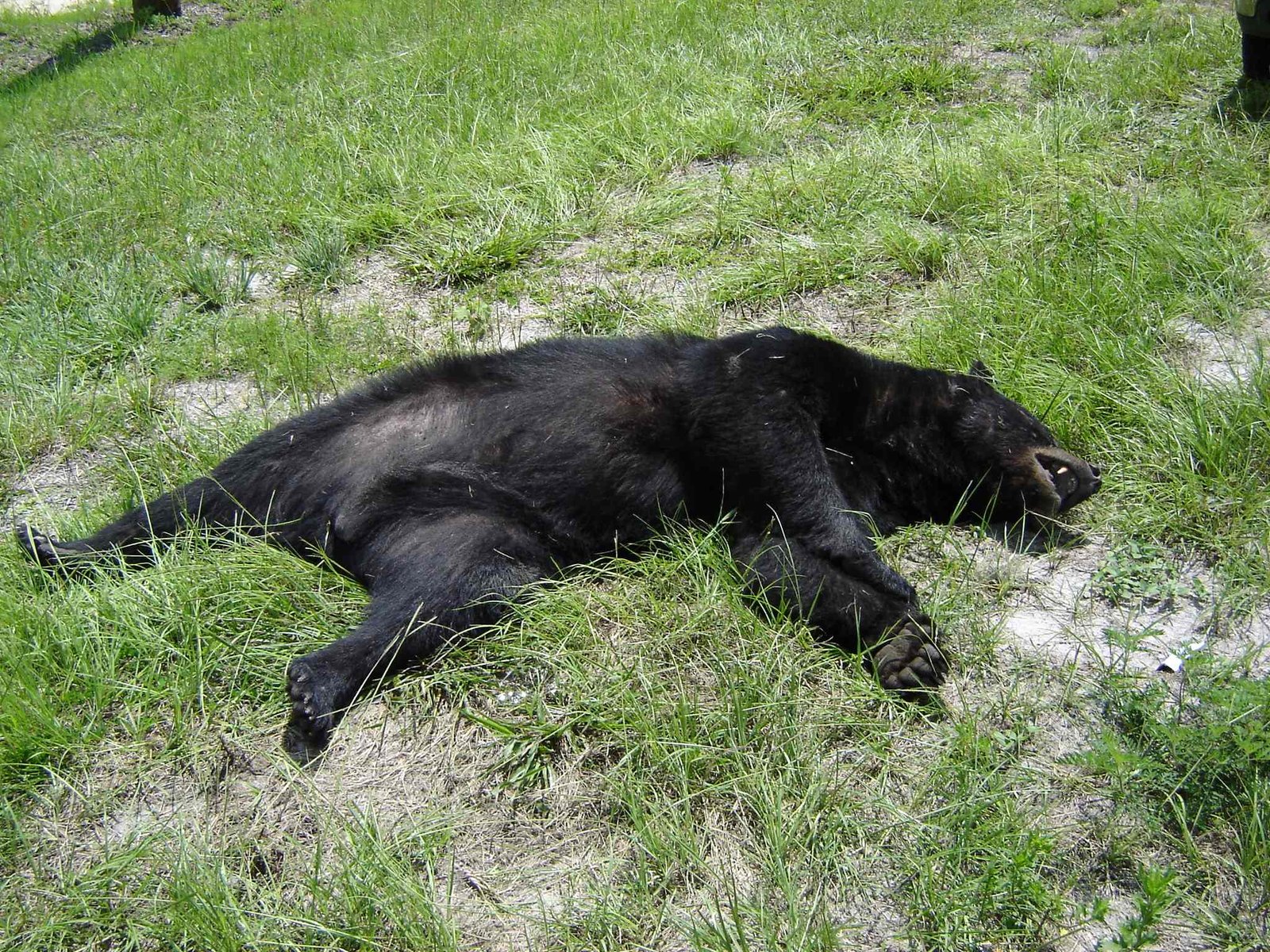 Conservation Success Stories (image credits: wikimedia)