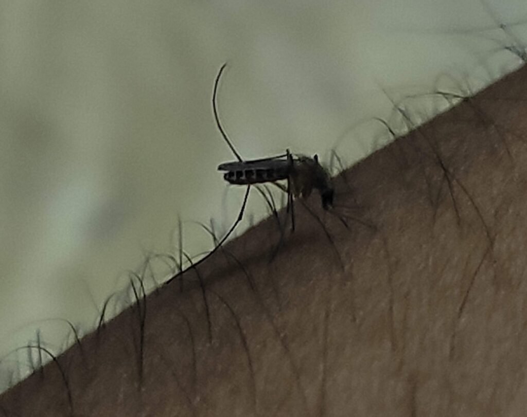 Predator Avoidance and Survival