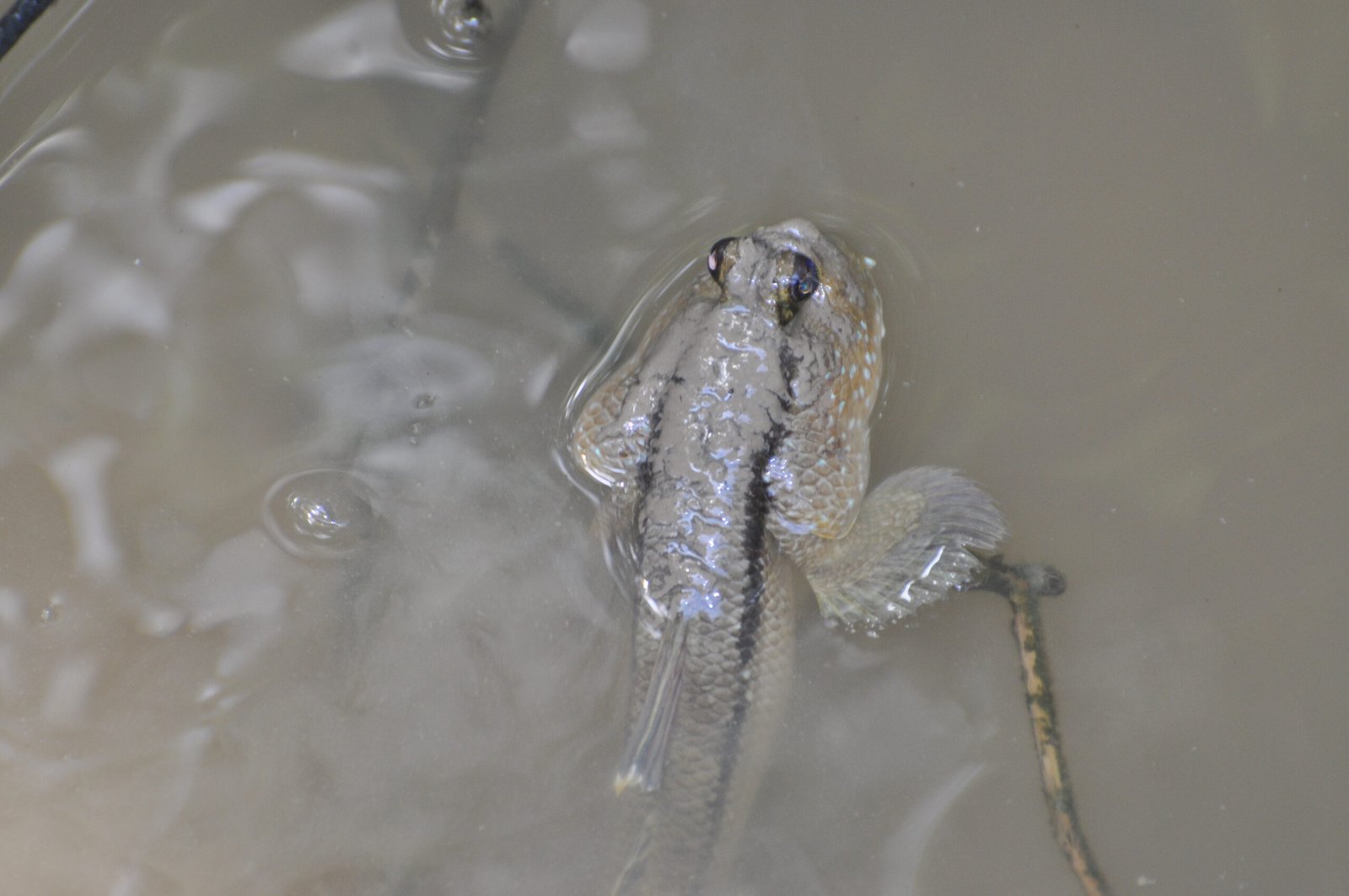 Burrow Builders: How Mudskippers Construct Their Homes (image credits: wikimedia)