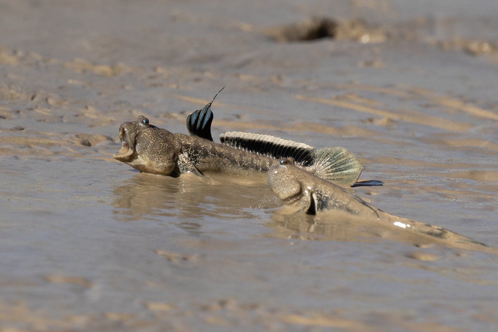 Defending Their Territory: The Fierce Side of Mudskippers (image credits: wikimedia)