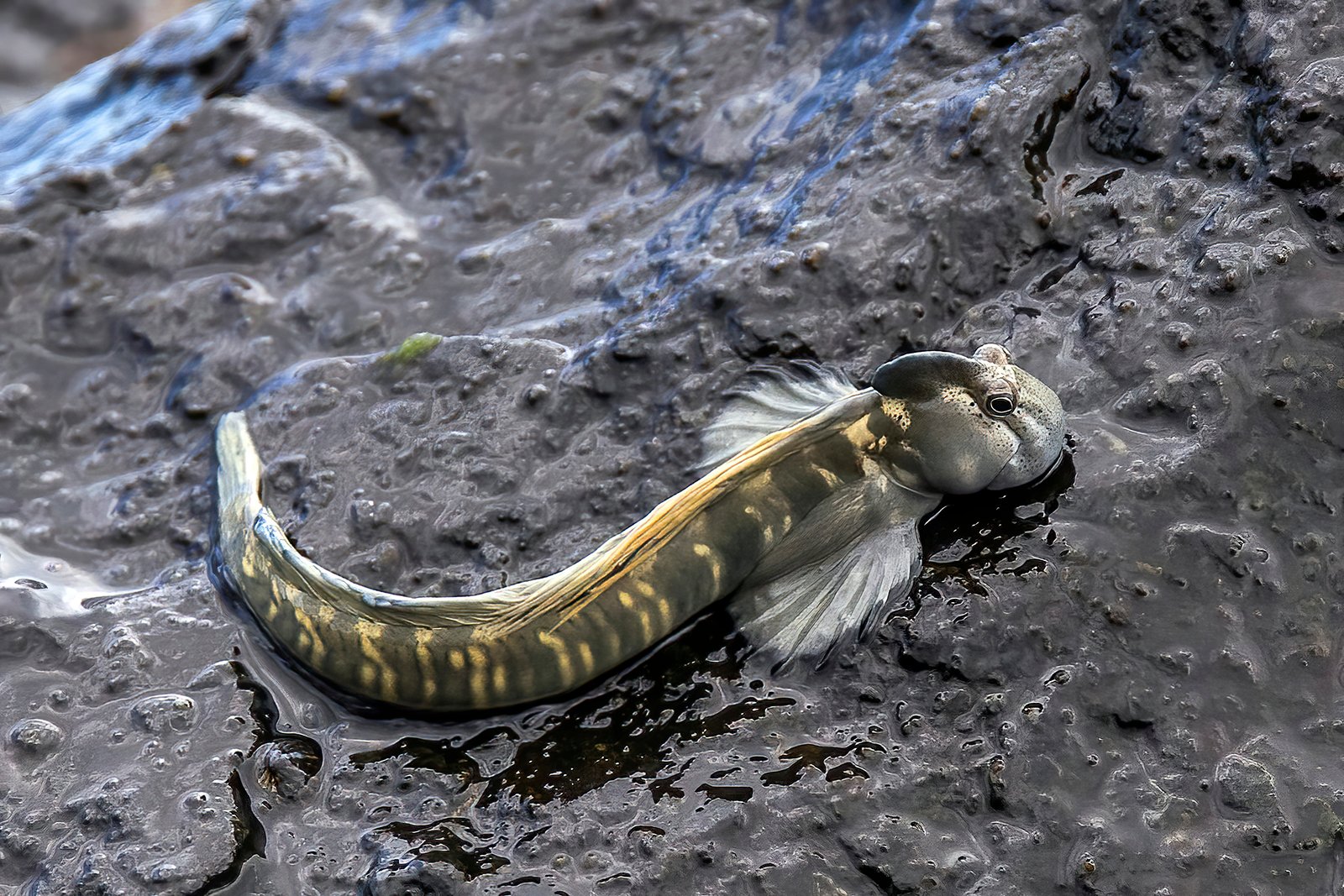 Breathing Air: The Science Behind Their Survival (image credits: wikimedia)