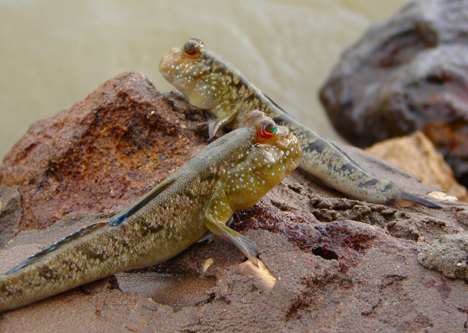 Courtship and Reproduction: Romance in the Mud (image credits: wikimedia)