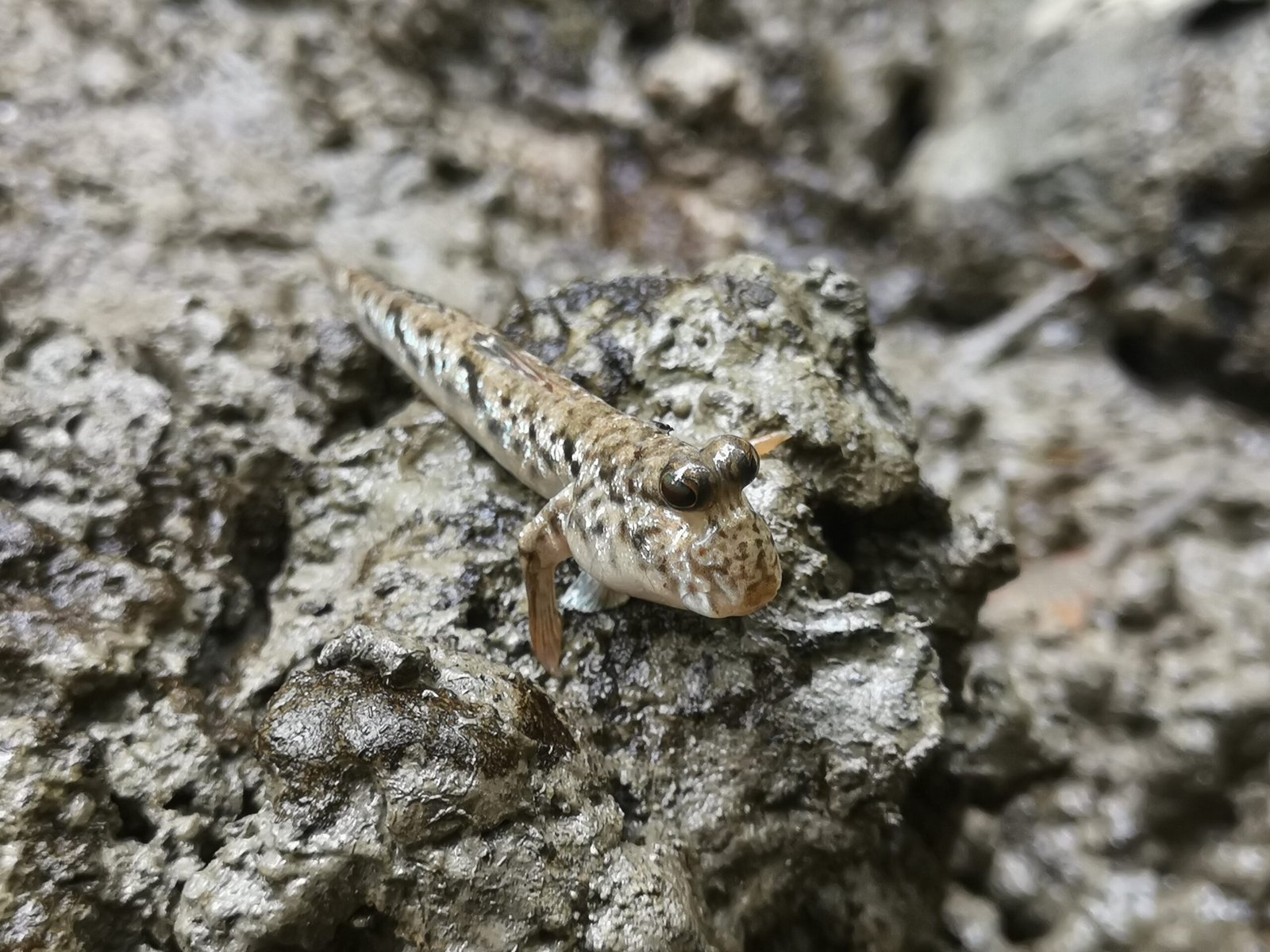 Mudskippers and Humans: Fascination and Conservation (image credits: wikimedia)