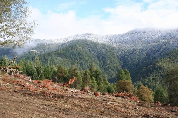 Wildlife and Habitat Disruption (image credits: wikimedia)