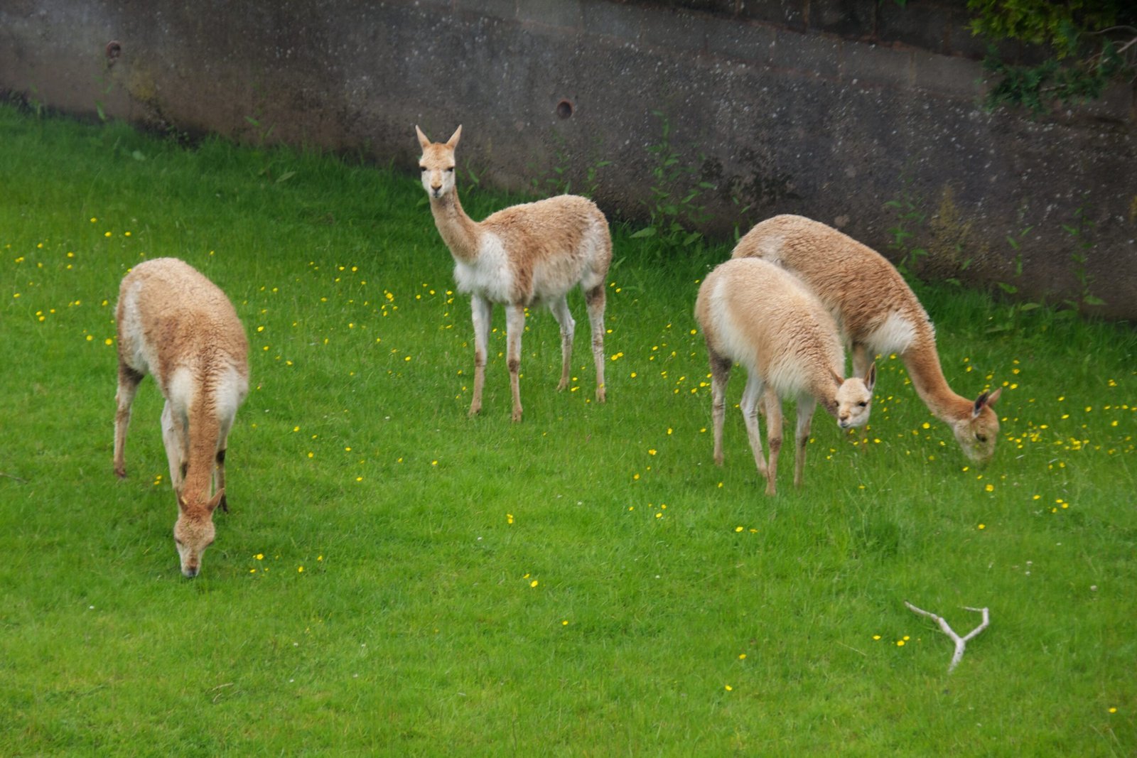 Chester Zoo: The Powerhouse of British Conservation (image credits: wikimedia)