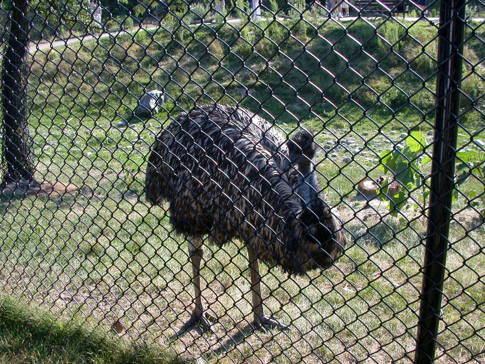 Toronto Zoo: Championing Biodiversity in Canada (image credits: wikimedia)