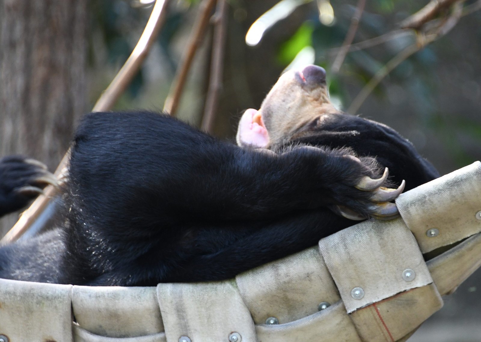 Taronga Zoo: Sydney’s Beacon of Wildlife Rescue (image credits: wikimedia)
