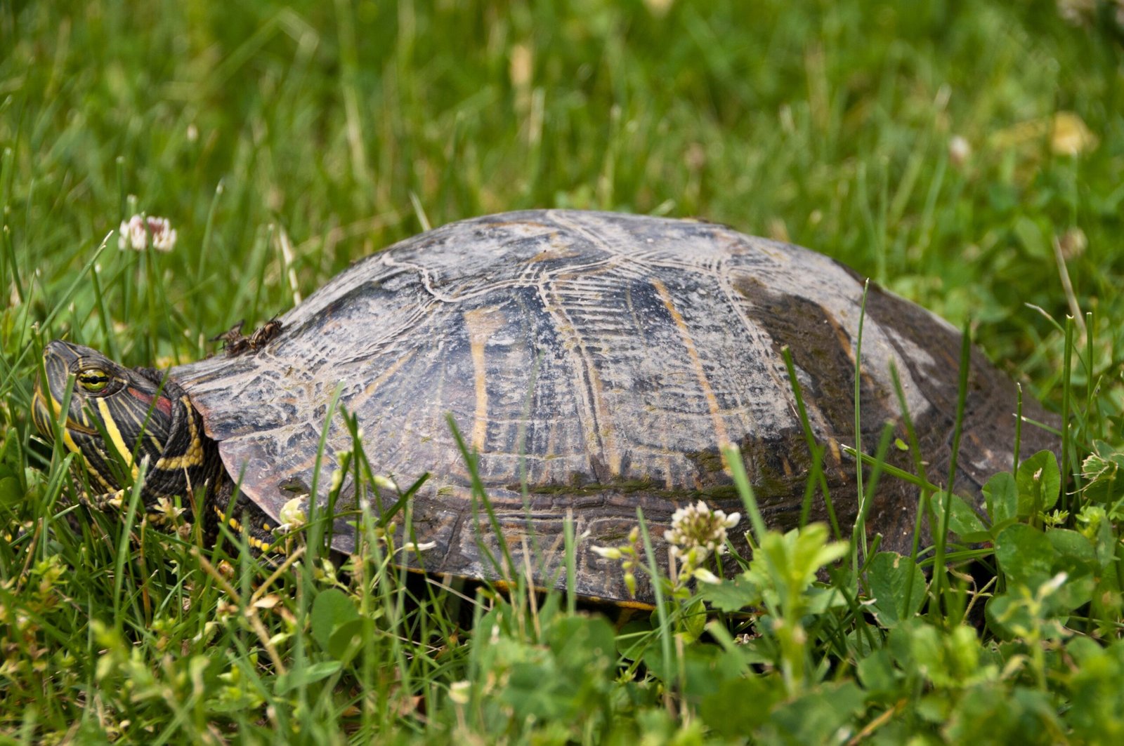 Species That Master the Art of Butt Breathing (image credits: wikimedia)