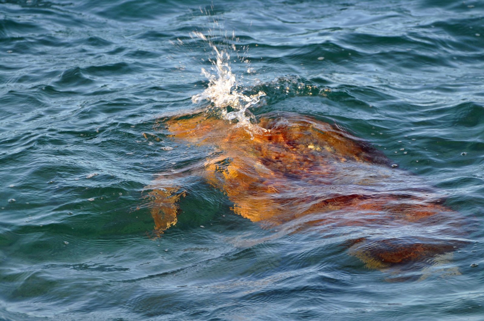 Challenges of Underwater Hibernation (image credits: wikimedia)