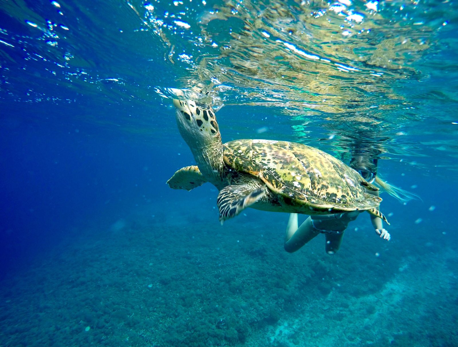 Why Butt Breathing Matters Beyond Curiosity (image credits: wikimedia)