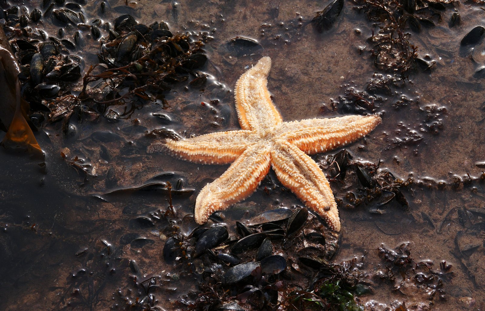 Why Starfish Vision Matters in Their Daily Lives (image credits: wikimedia)