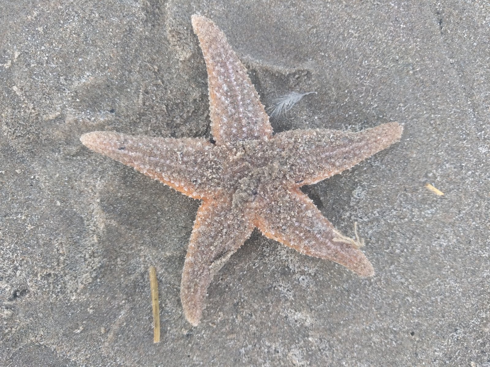 Different Species, Different Sight (image credits: wikimedia)