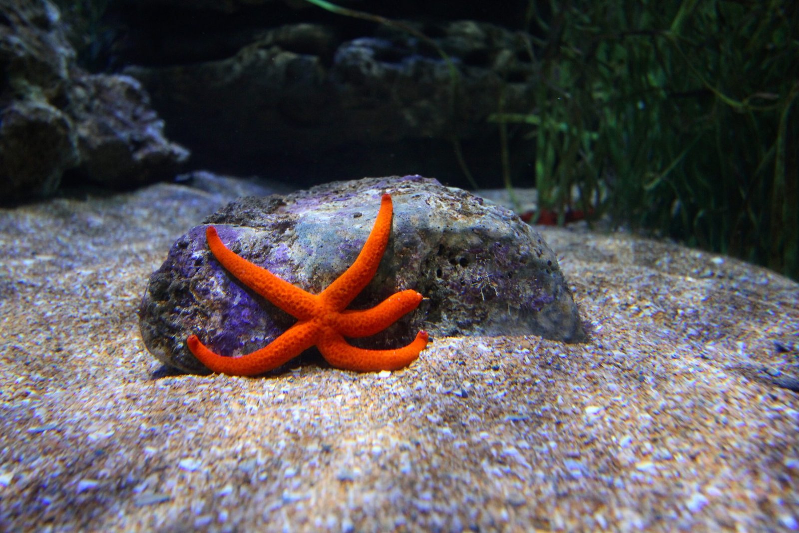 What Starfish Vision Teaches Us About Life (image credits: wikimedia)