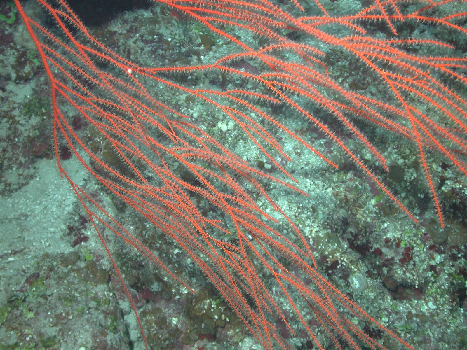 What Is the Ocean Twilight Zone? (image credits: wikimedia)