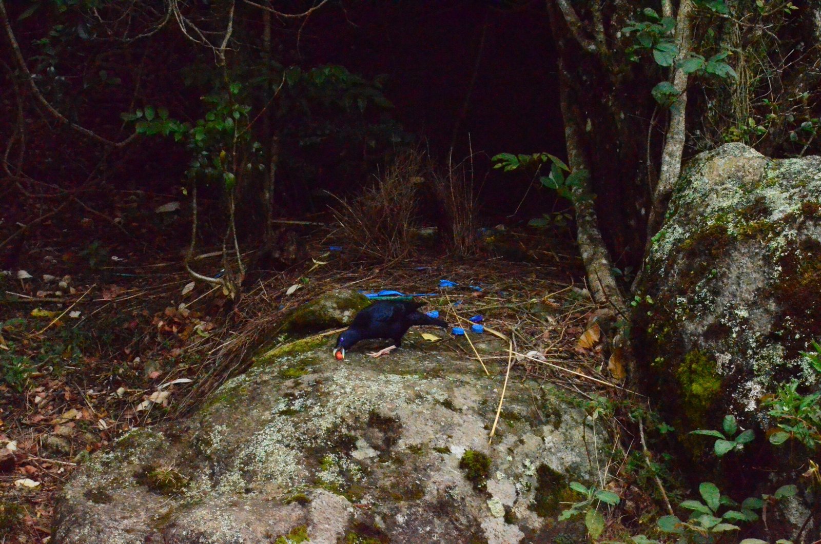 A Bachelor’s Dream: What Is a Bower? (image credits: wikimedia)
