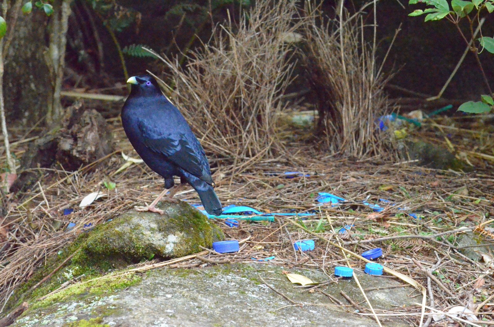 The Courtship Dance: Performance Under Pressure (image credits: wikimedia)