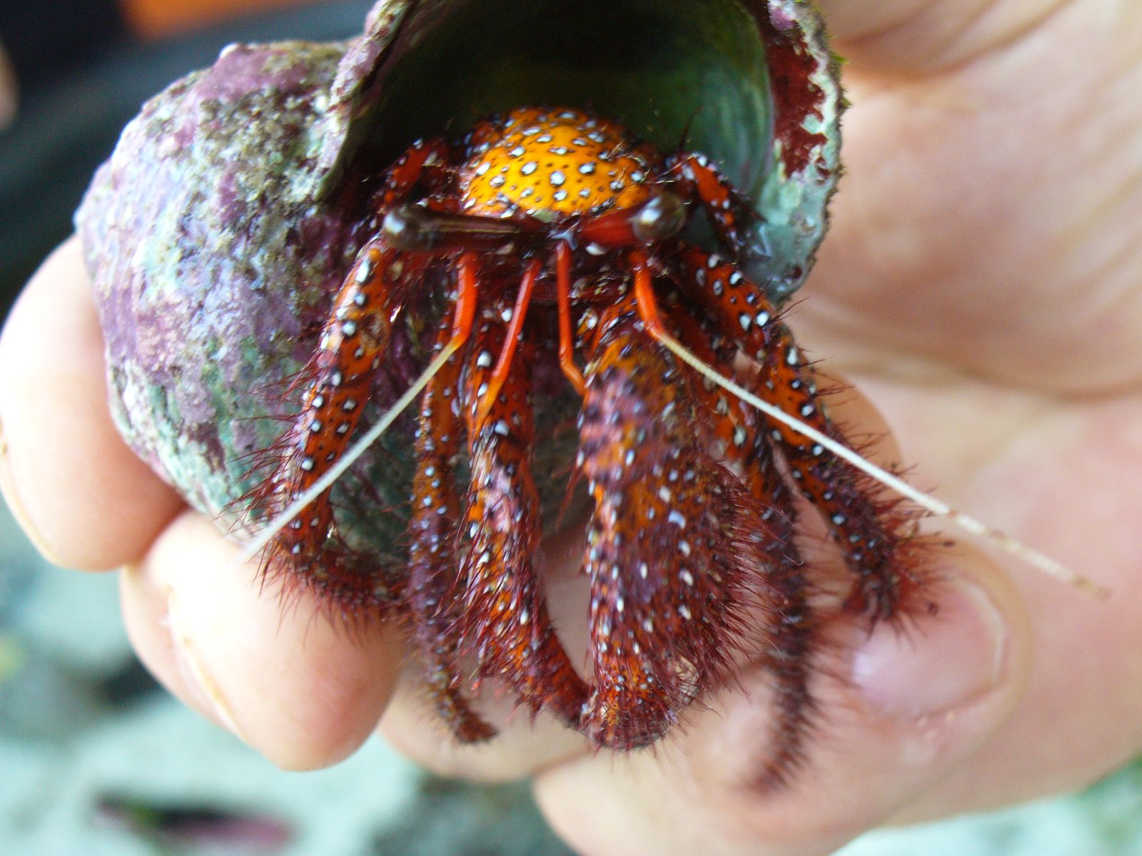 The Ingenious Hermit Crab Lifestyle (image credits: wikimedia)