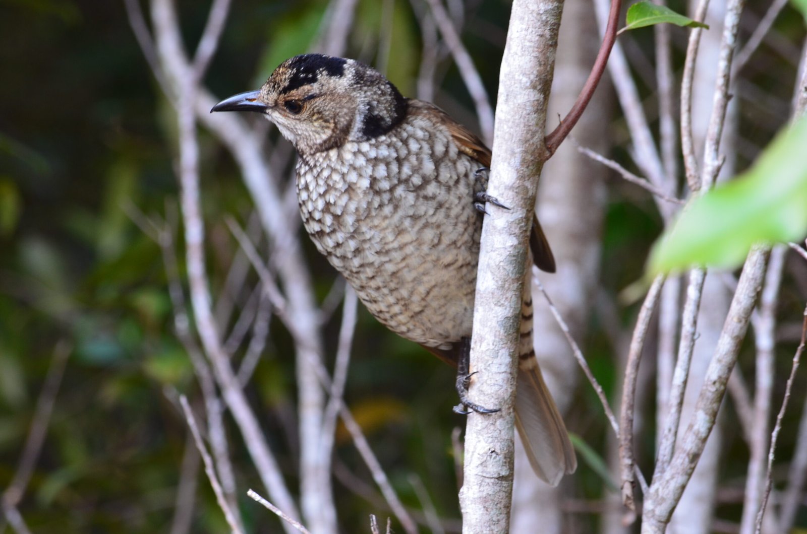 Beyond Instinct: Are Bowerbirds Artists? (image credits: wikimedia)