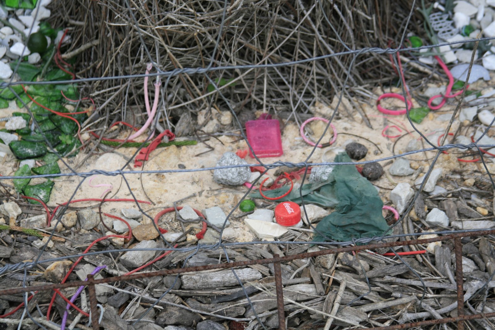 Bowerbirds and Human Creativity: Lessons from Nature (image credits: wikimedia)