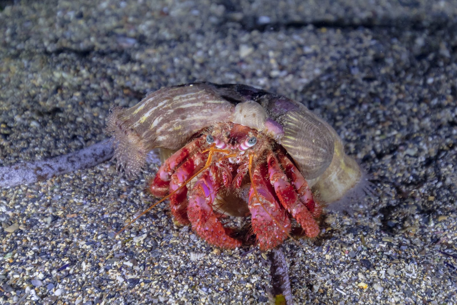 Mutual Benefits: Symbiotic Relationships (image credits: wikimedia)