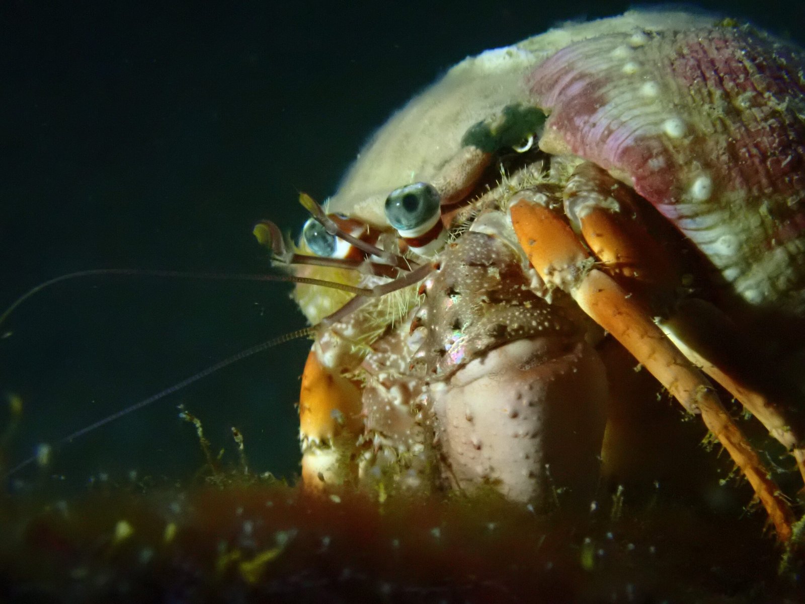 The Future of Shell-Bearing Crabs (image credits: wikimedia)