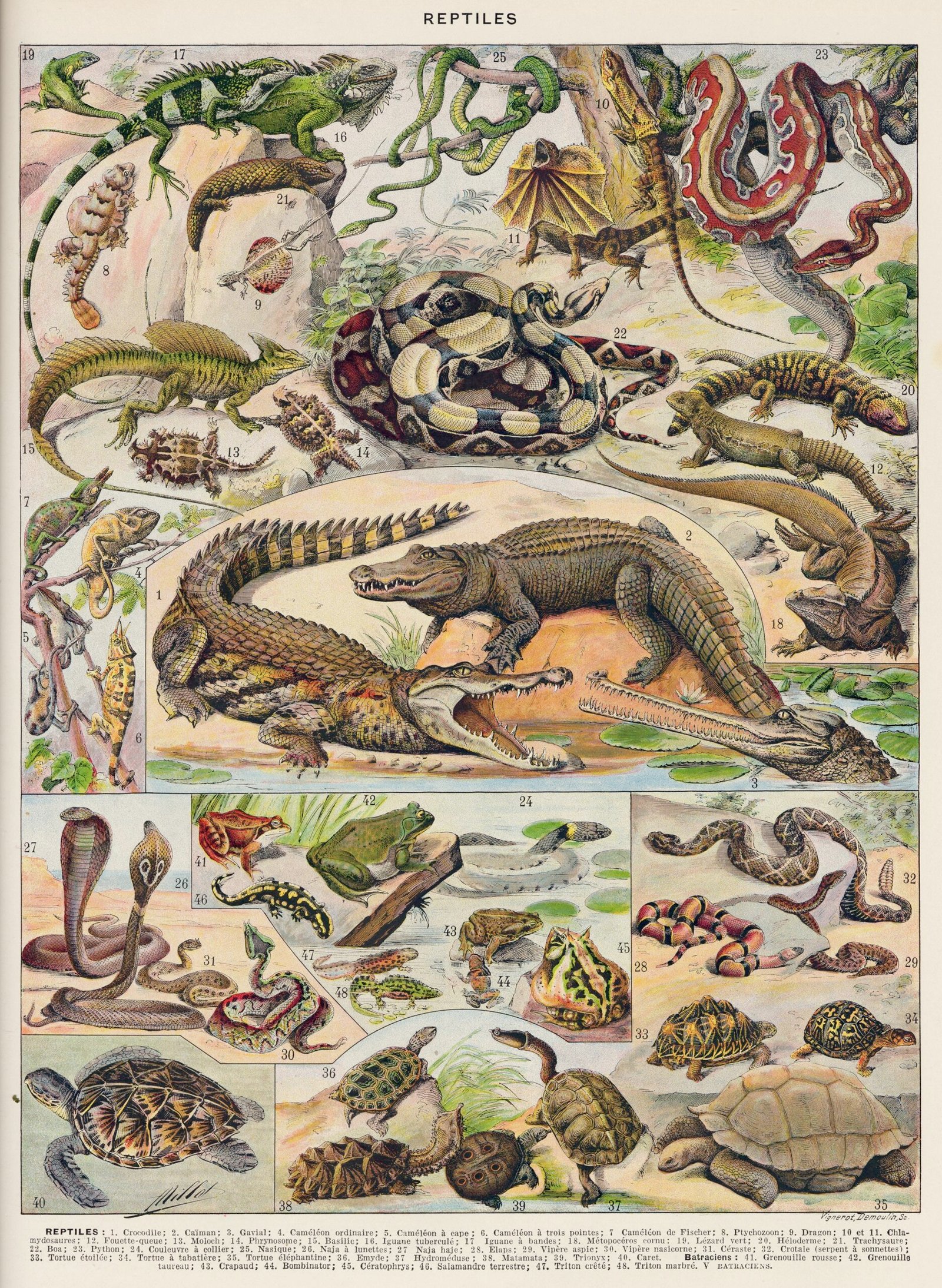 The Birth of the “Reptile” Category (image credits: wikimedia)