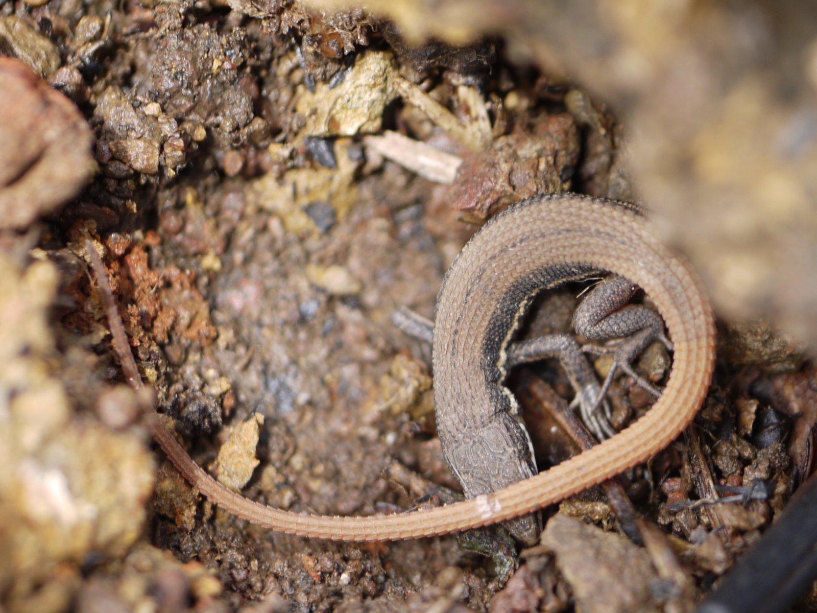 Lizards and Snakes: The Squamate Puzzle (image credits: wikimedia)