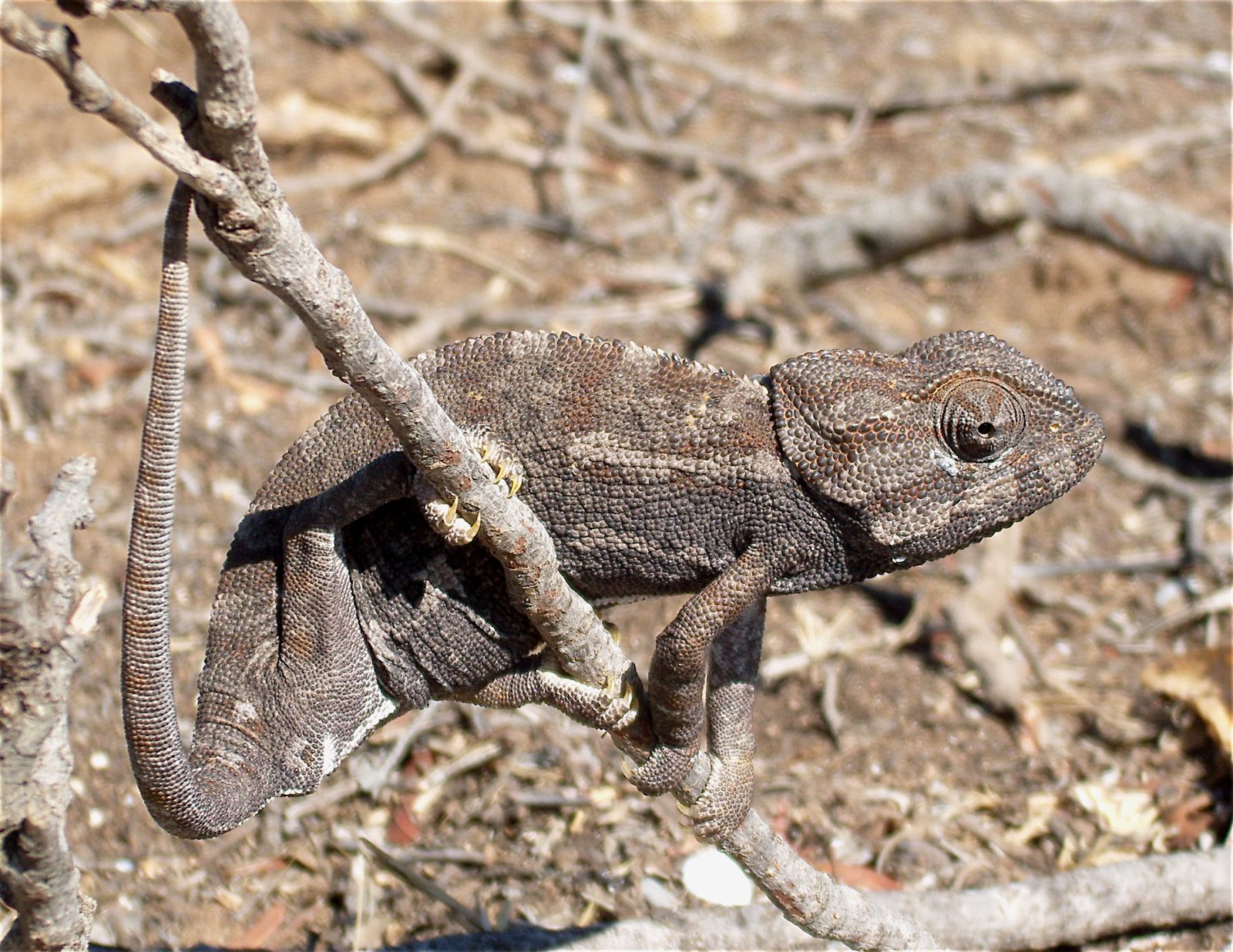 The Animal Kingdom Doesn’t Really Have “Reptiles”—At Least Not as a True Group