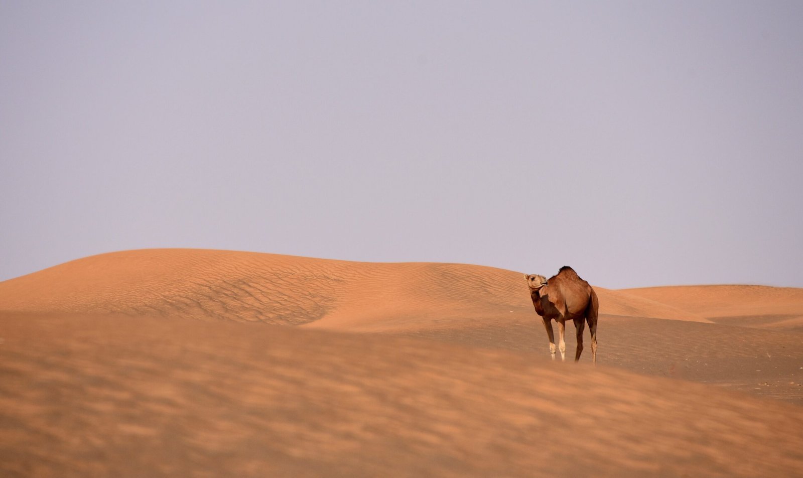 The Physics of Sand Dunes That ‘Boom’ Like Thunder