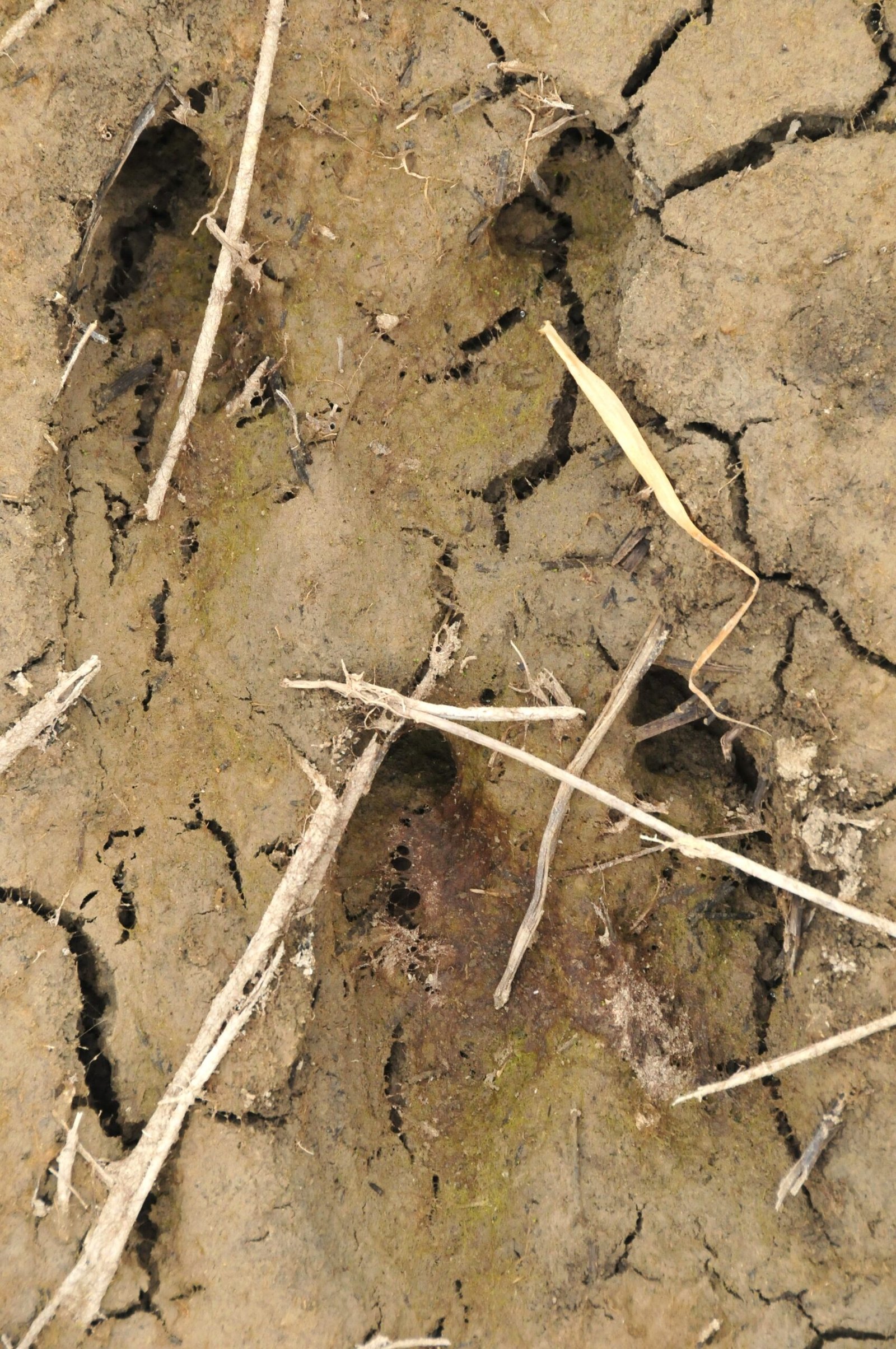 Unlocking Hidden Habitats (image credits: wikimedia)