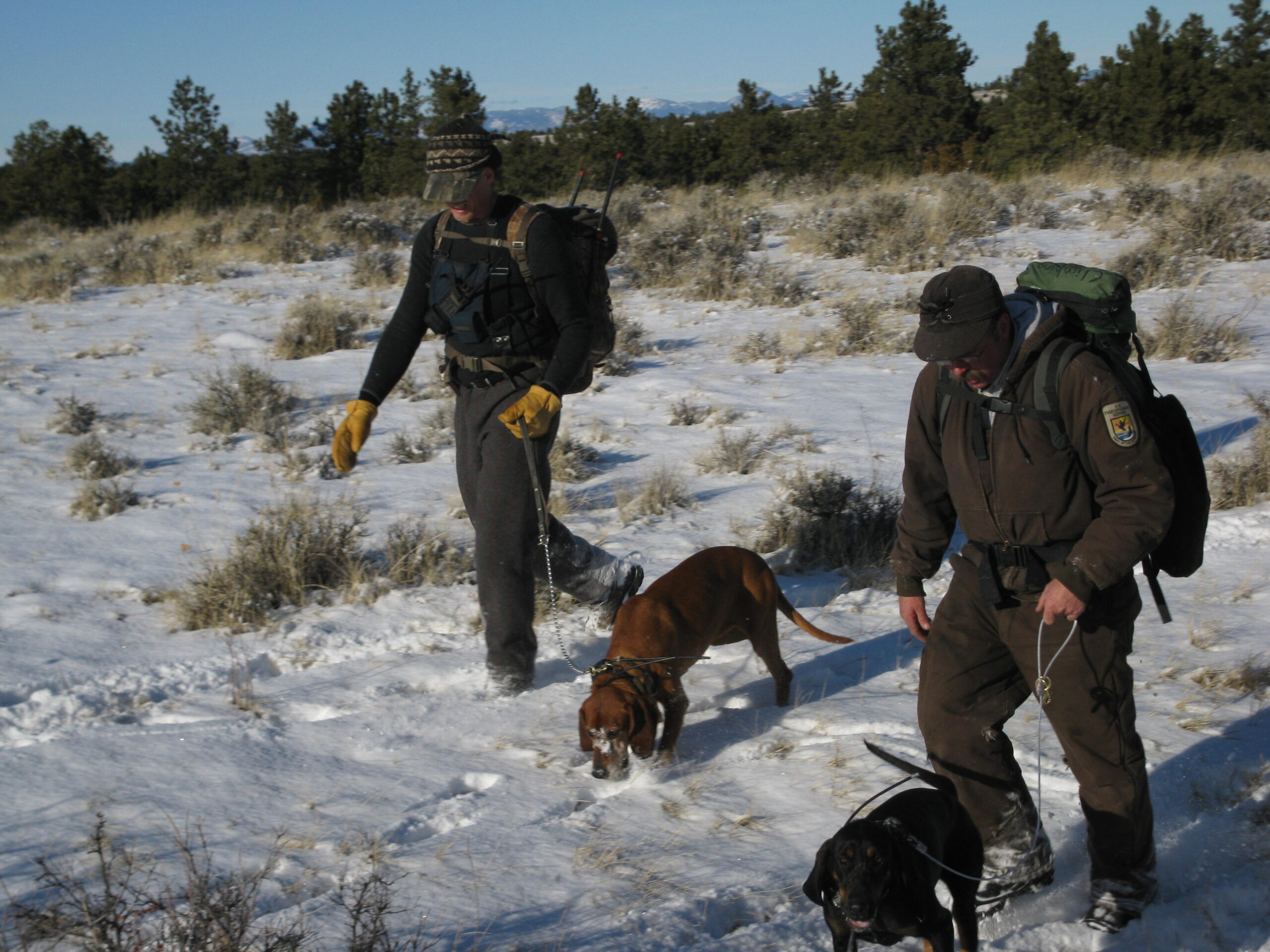 Tracking Endangered Species With GPS, Satellites, and Tiny Sensors