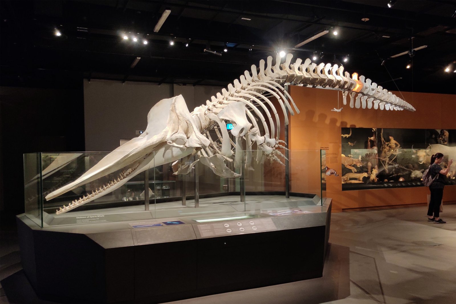 The Hidden Bones Inside a Whale’s Body (image credits: wikimedia)