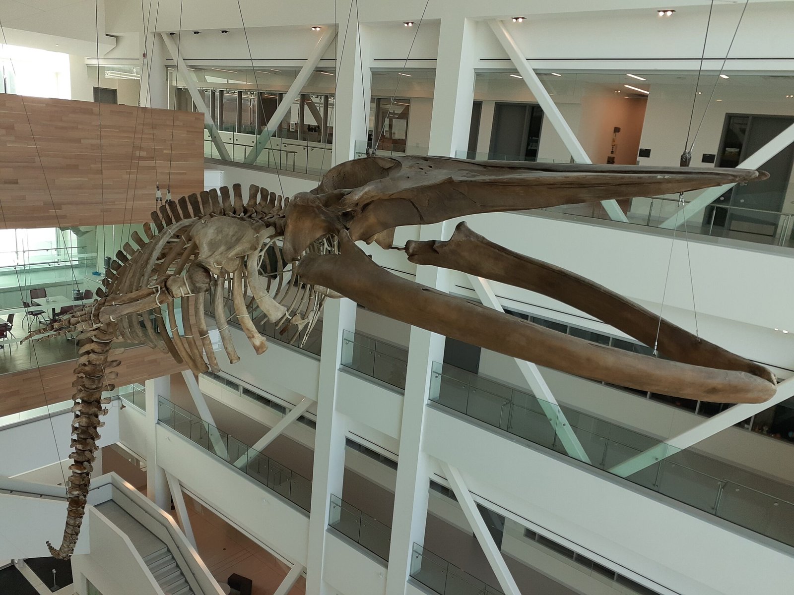 Why Do Whales Have Leg Bones If They Don’t Need Legs? (image credits: wikimedia)