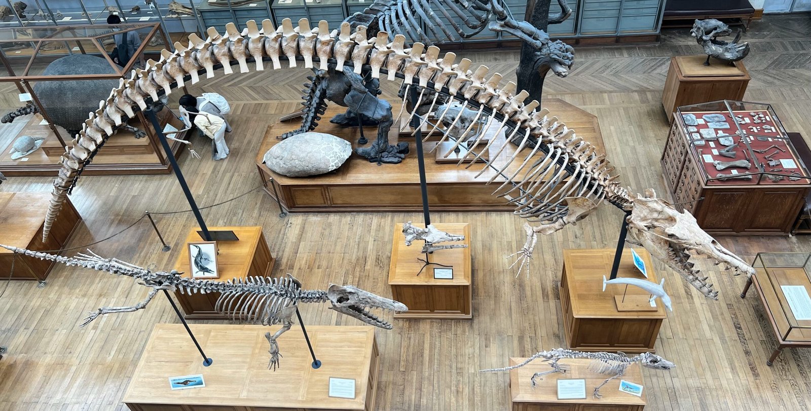 From Land to Sea: The Evolutionary Journey (image credits: wikimedia)